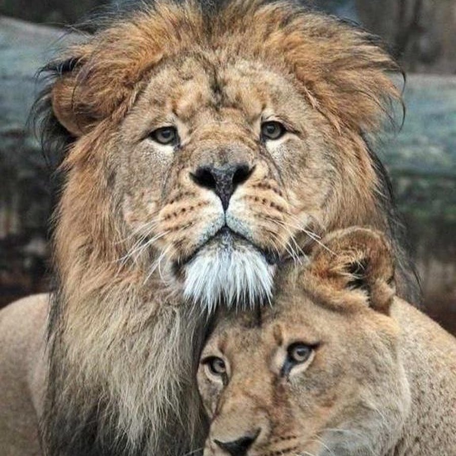 Лев и львица любовь