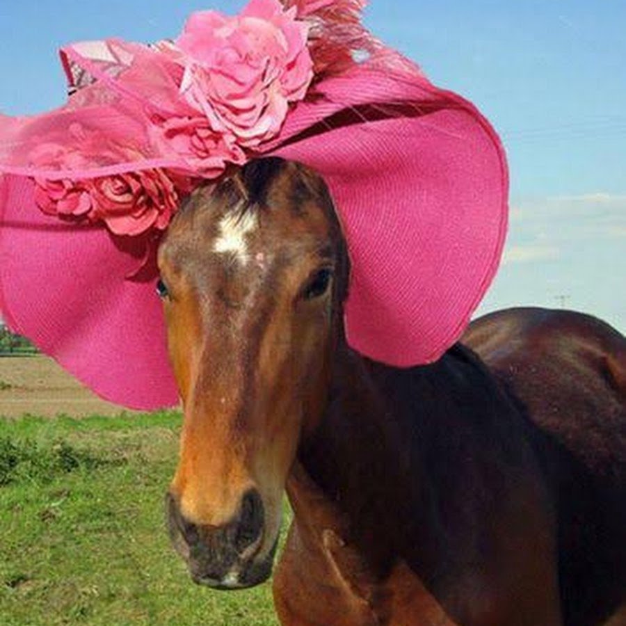 Лошадь в шляпке