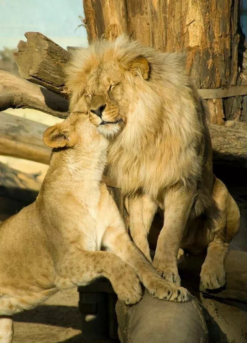 Львиная любовь