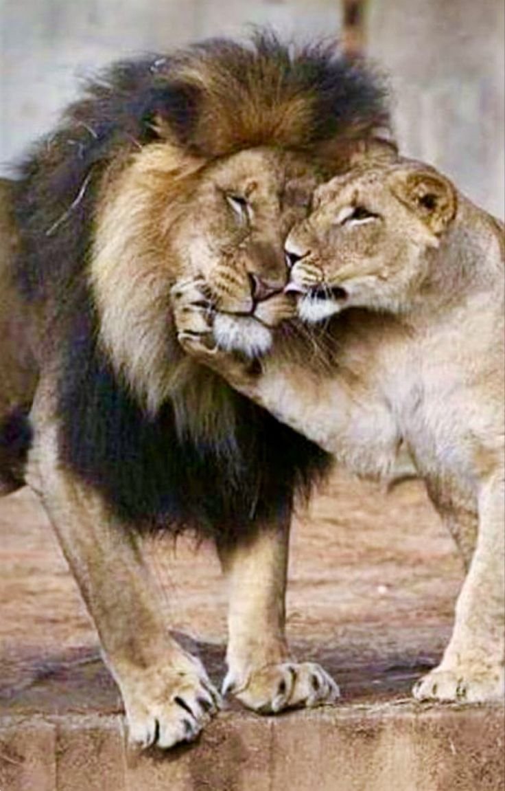 Львы обнимаются
