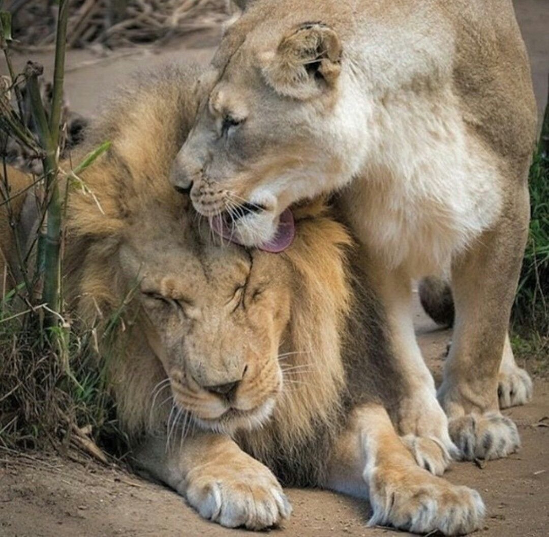 Влюбленные львы