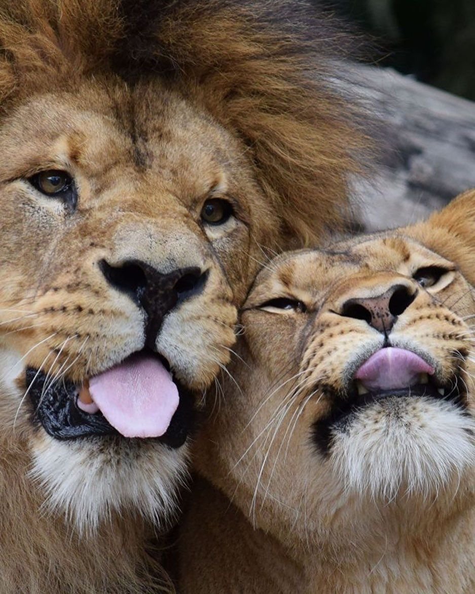 Лев и львица