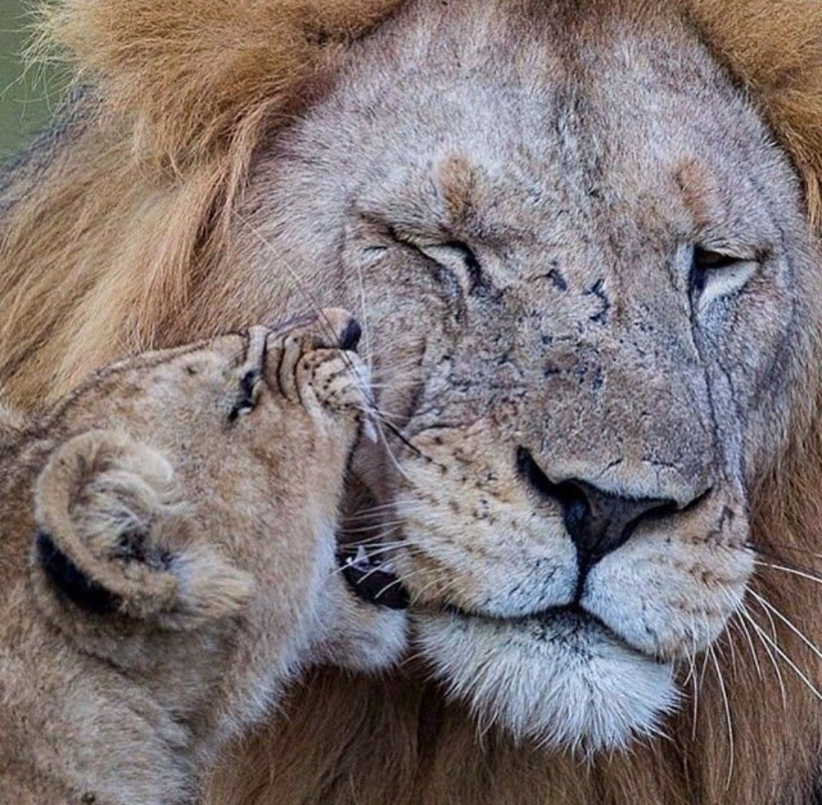 Необычные львы