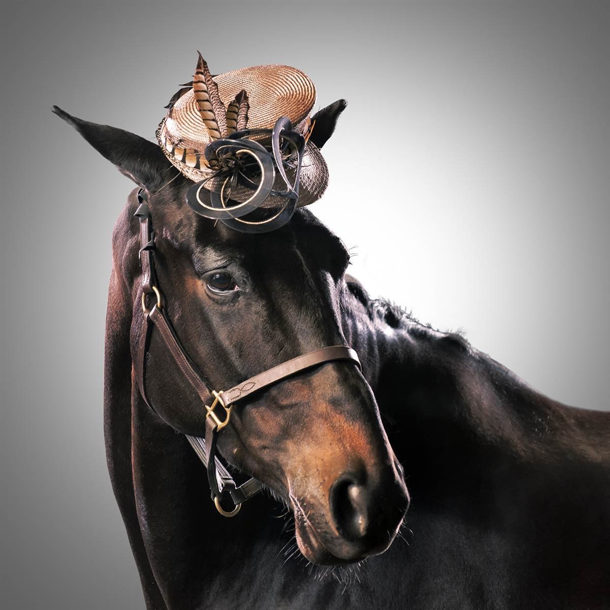 Лошадь в шляпке