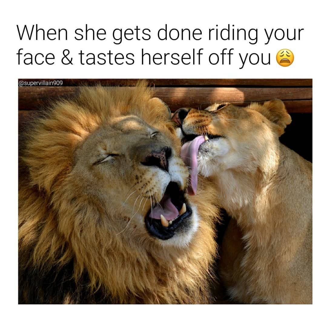 Львы картинки любовь прикольные