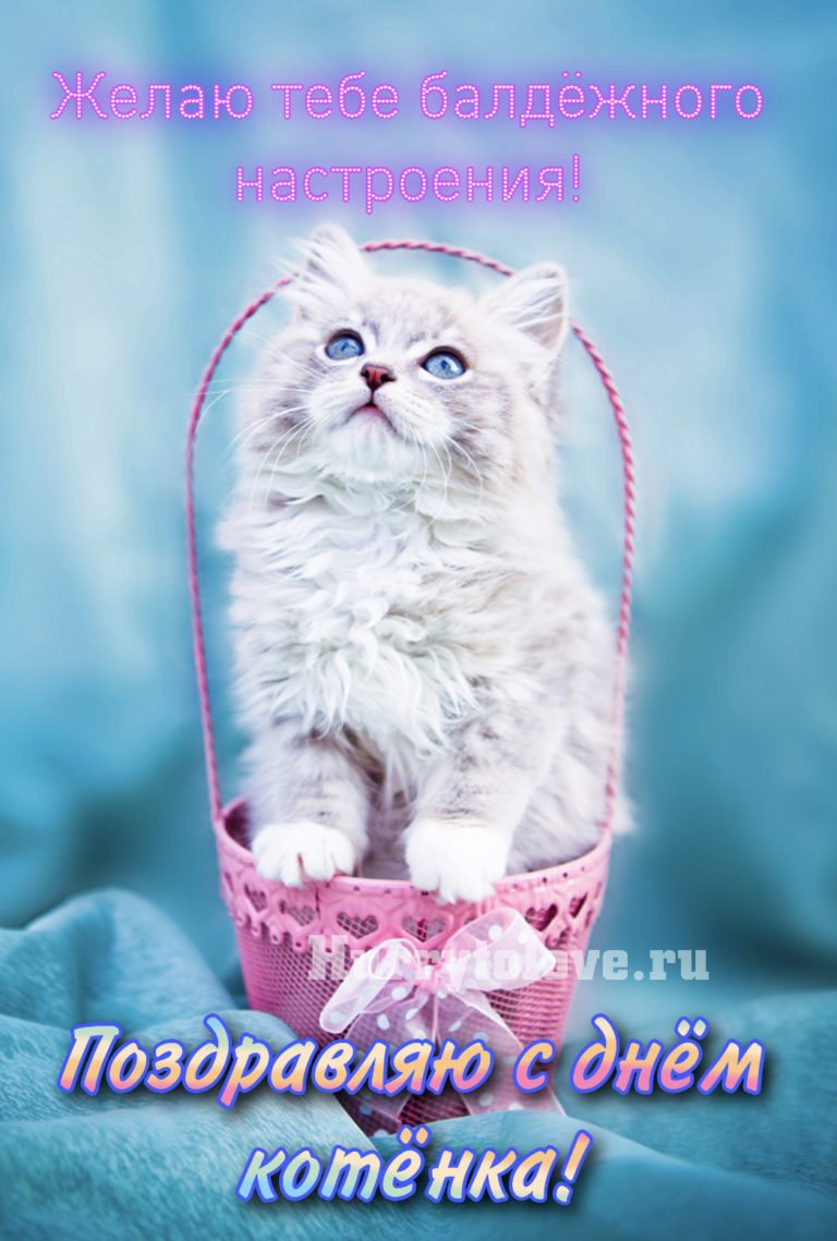 Котики вертикально