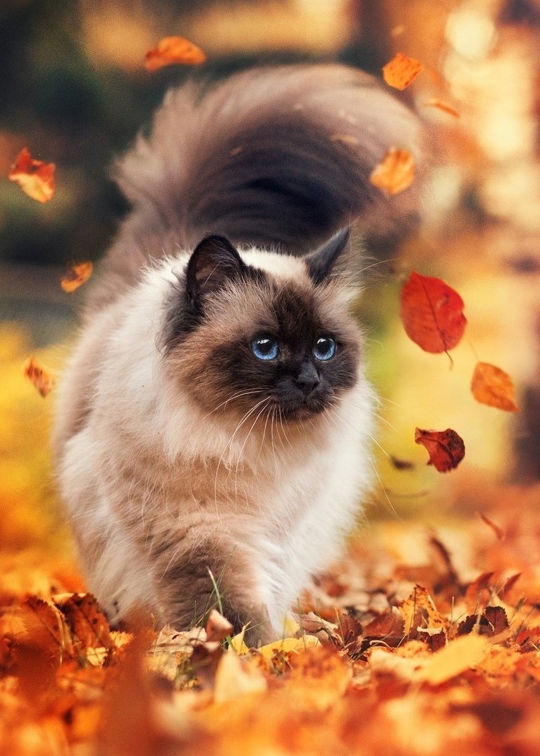 Кот осень