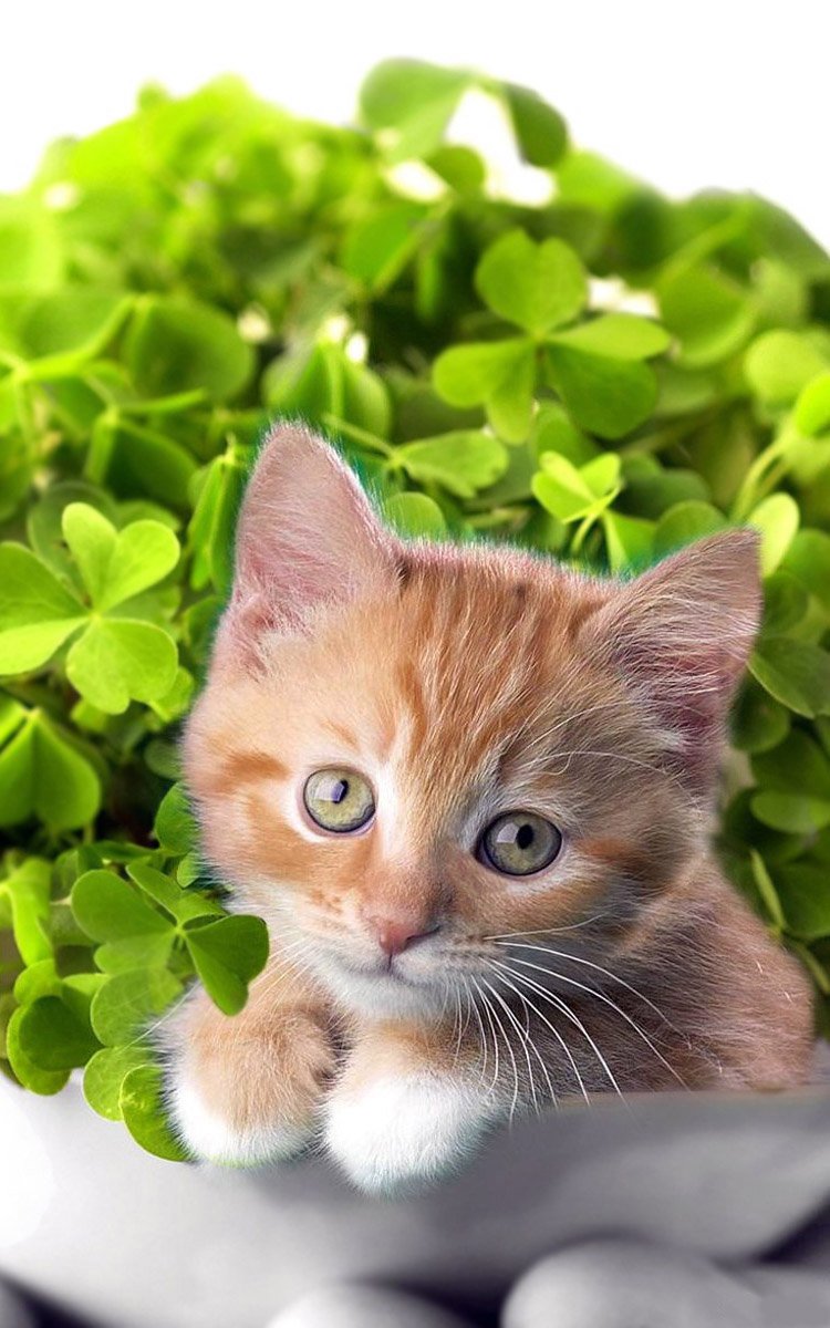 Котята на заставку