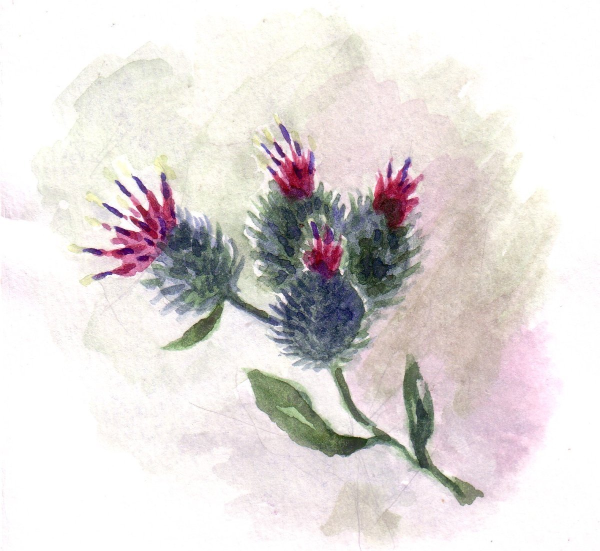 Чертополох акварель