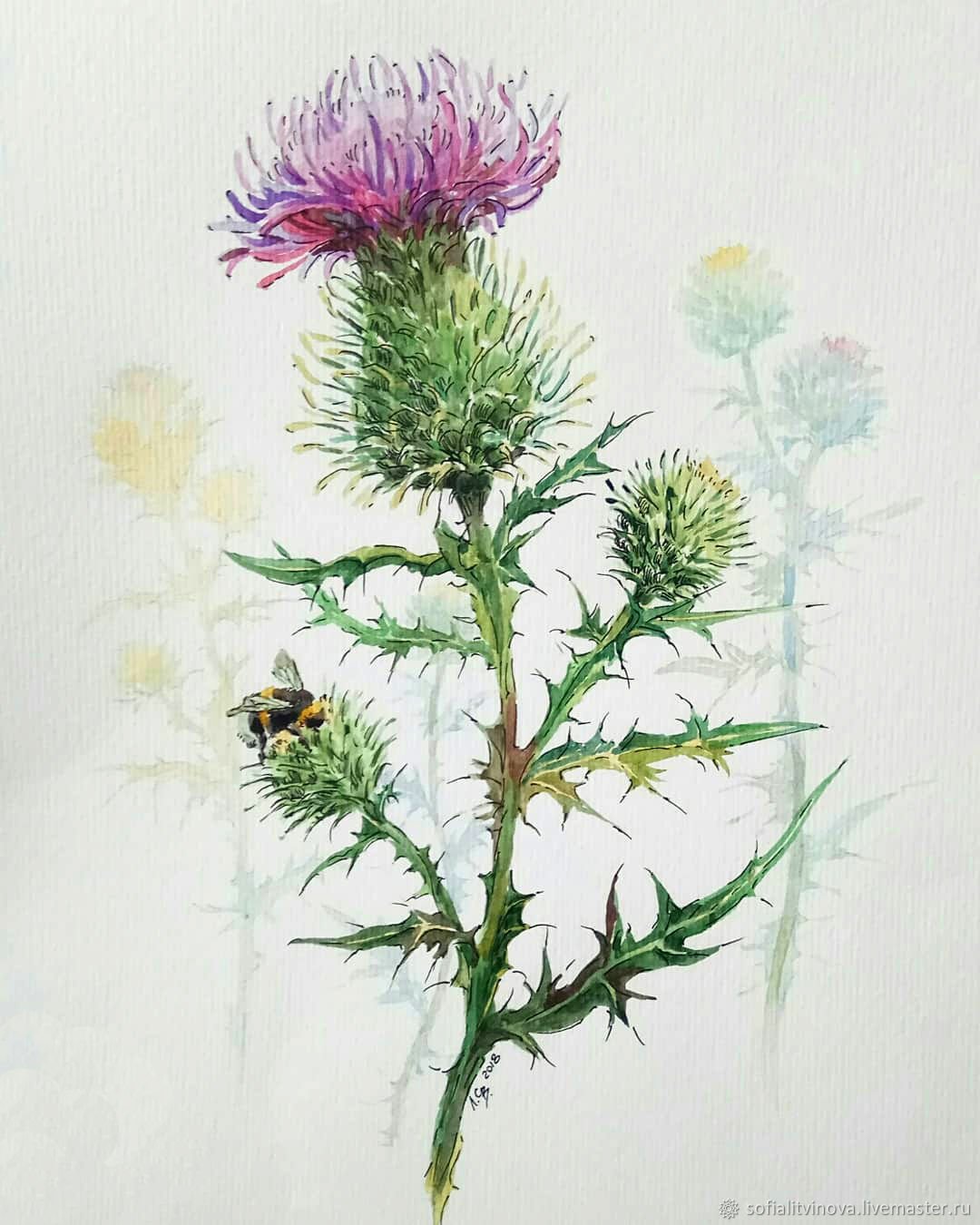 Чертополох Ботаническая иллюстрация