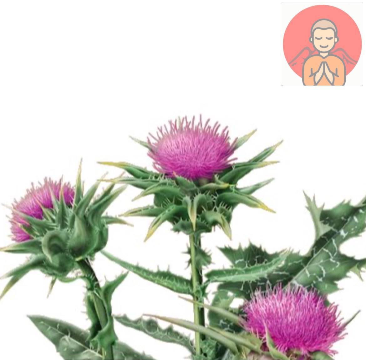 Клипарт репейник лопух на прозрачном фоне