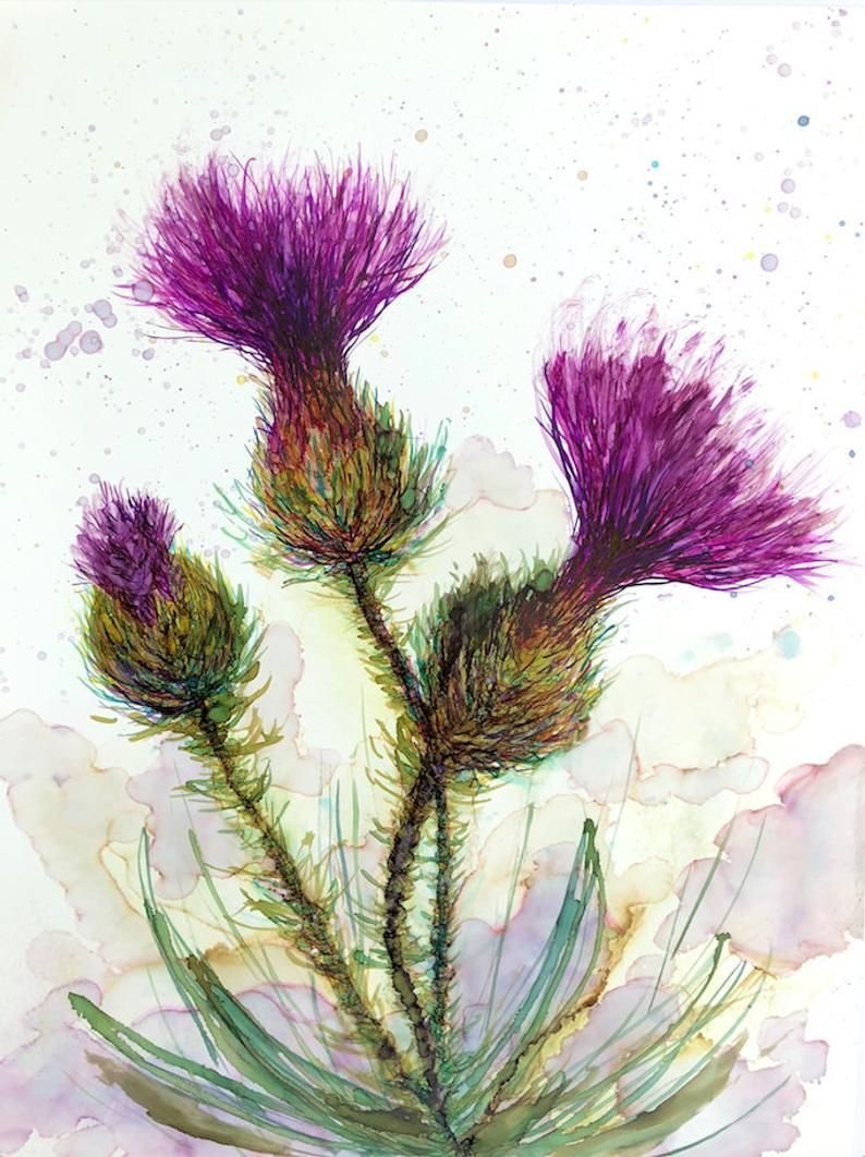 Цветы чертополох акварель