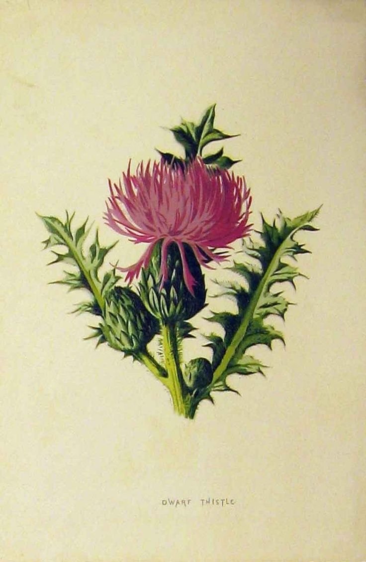 Buccellati чертополох