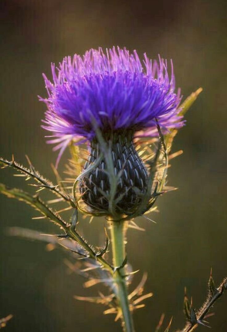 Татарник чертополох