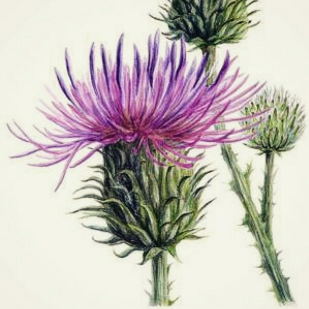 Репейник Ботаническая иллюстрация