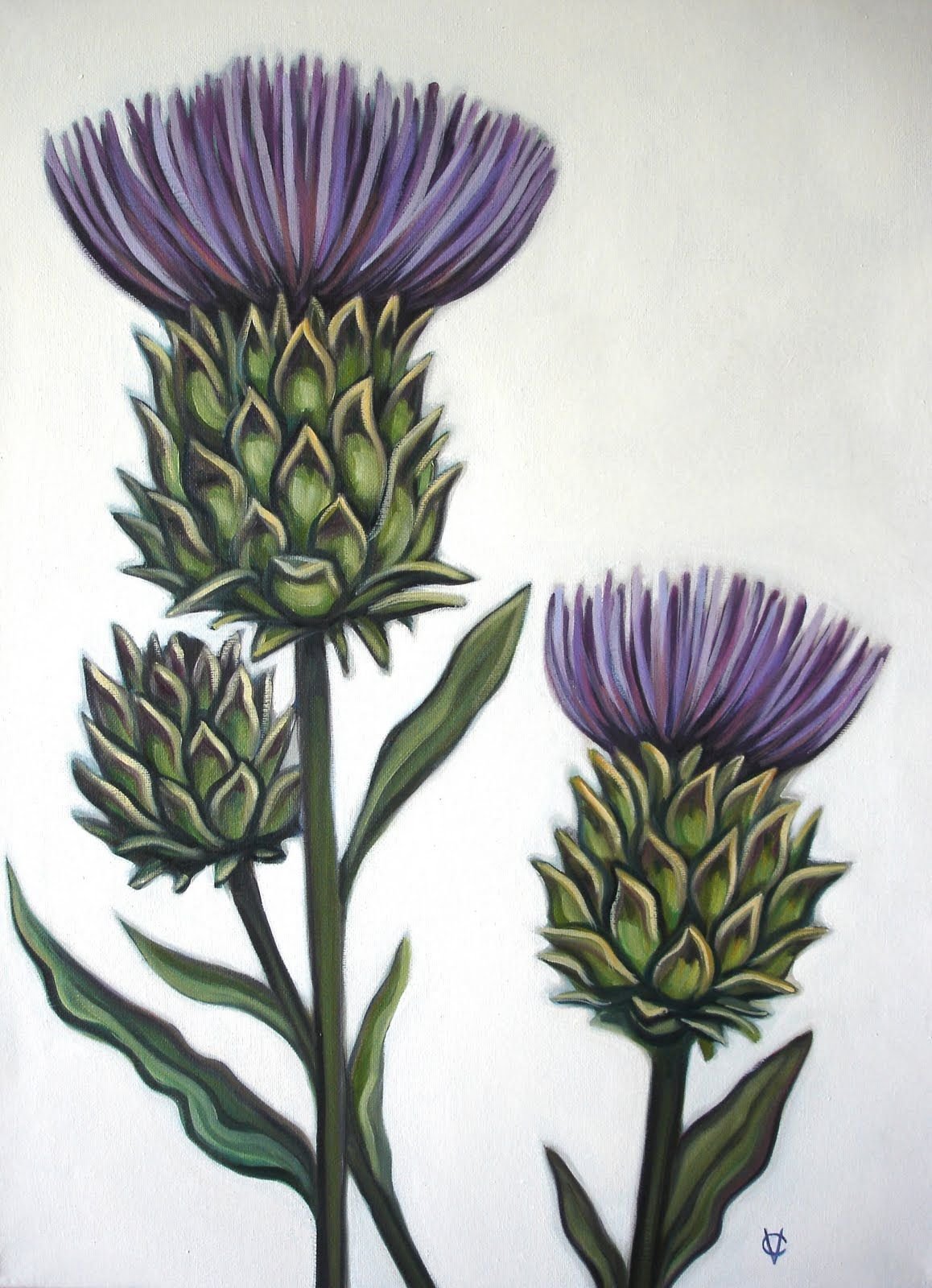 Чертополох Ботаническая иллюстрация