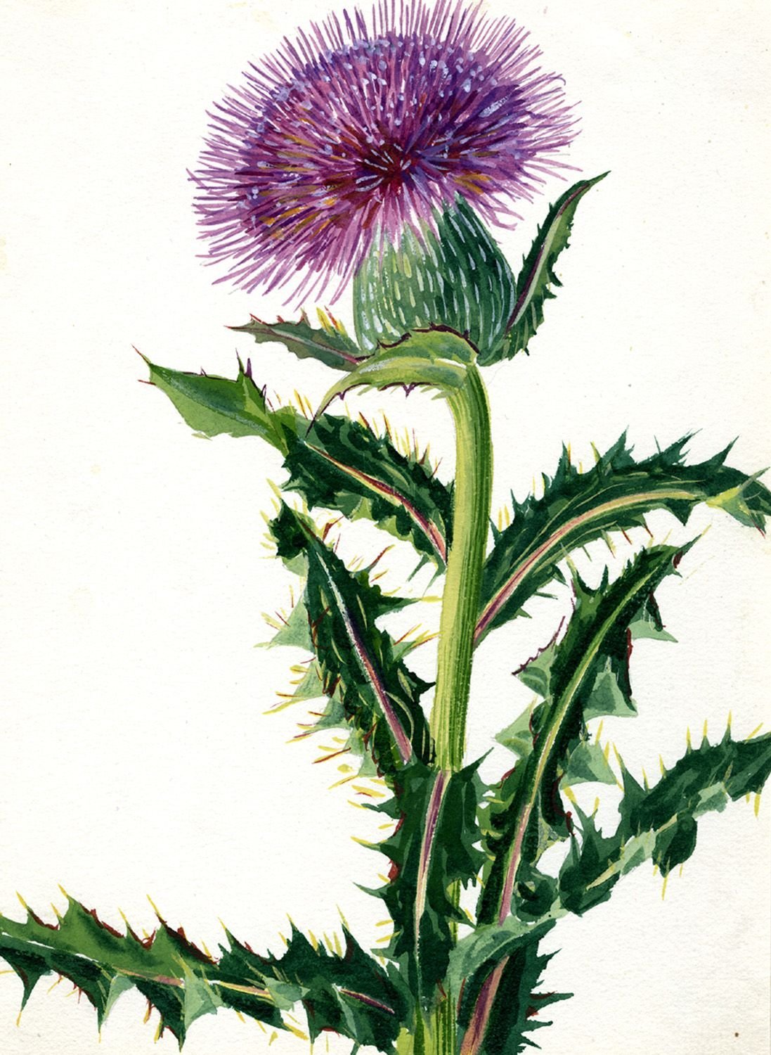 Расторопша Бодяк чертополох