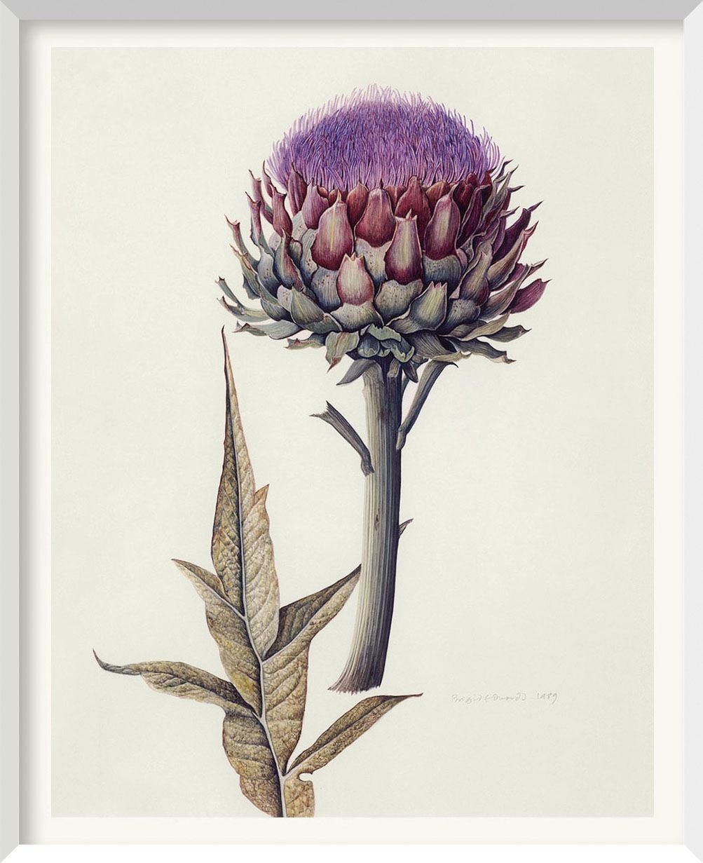 Ботаническая акварель артишок