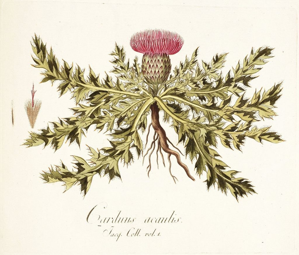 Чертополох Ботаническая иллюстрация