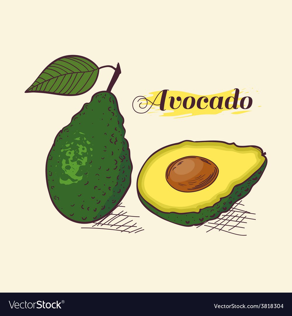Авокадо с листиком рисунок