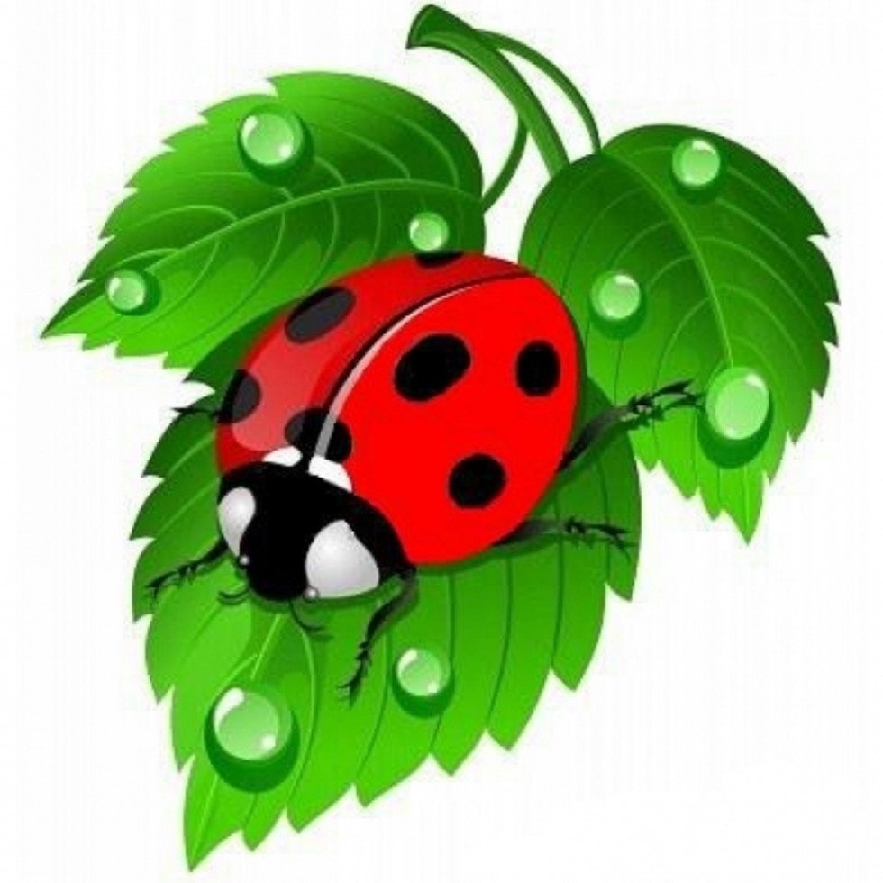 Жук семиточечник