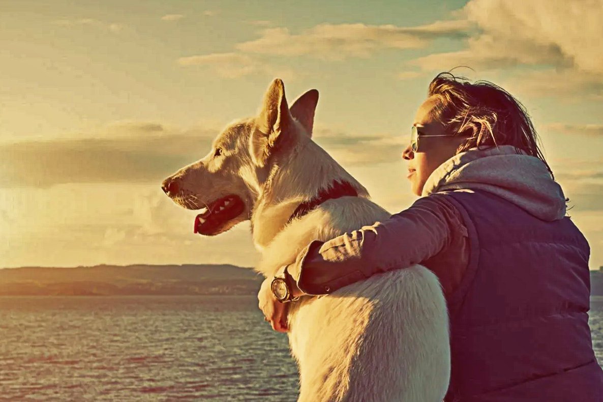 Собачья преданность