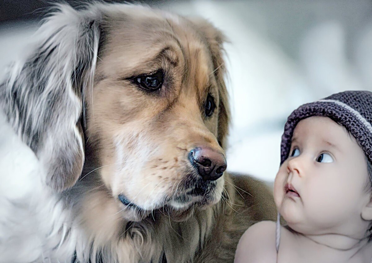 Собаки коллаж