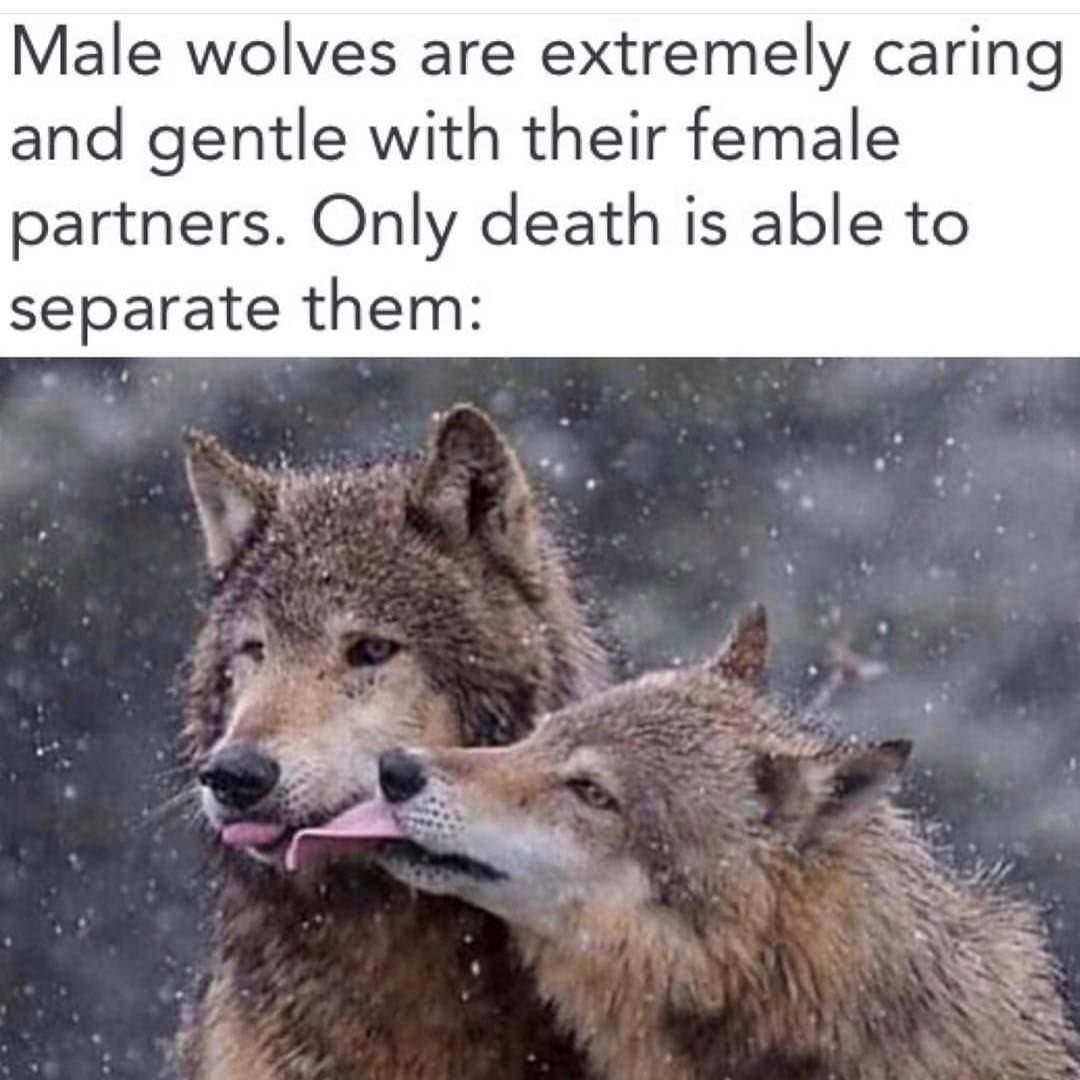 Цитаты про Волков и любовь