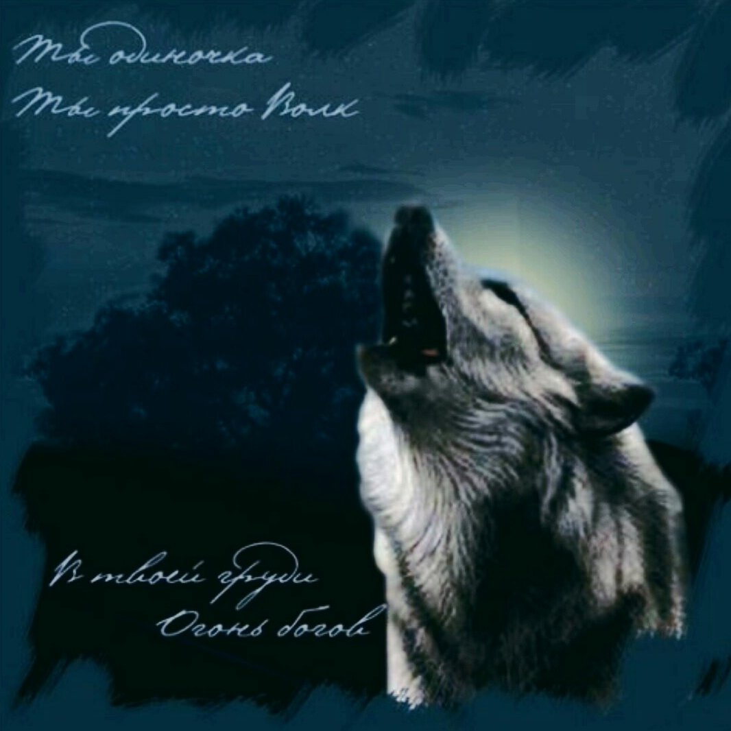 Открытка с волком с днем рождения