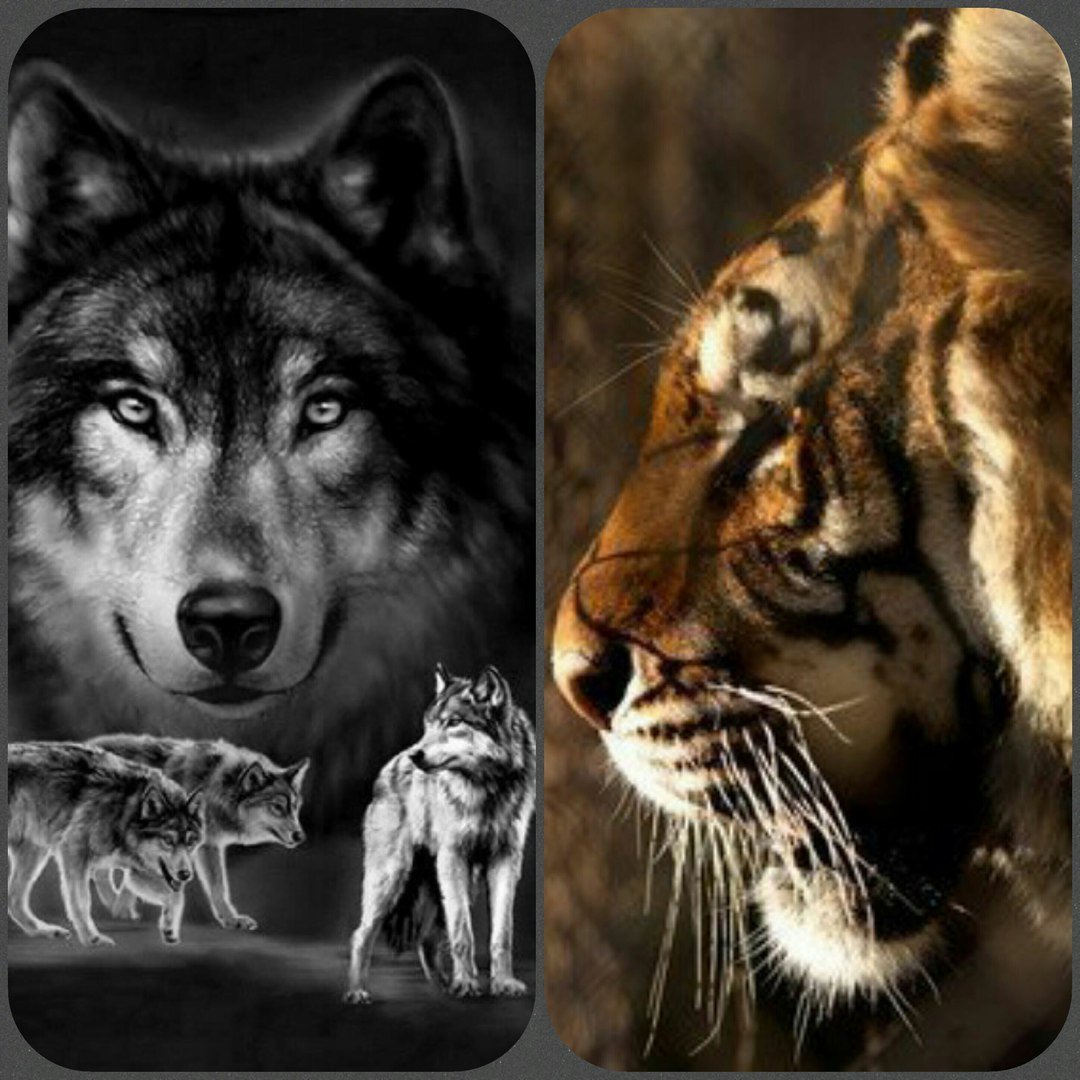 Цитаты на фоне Волков