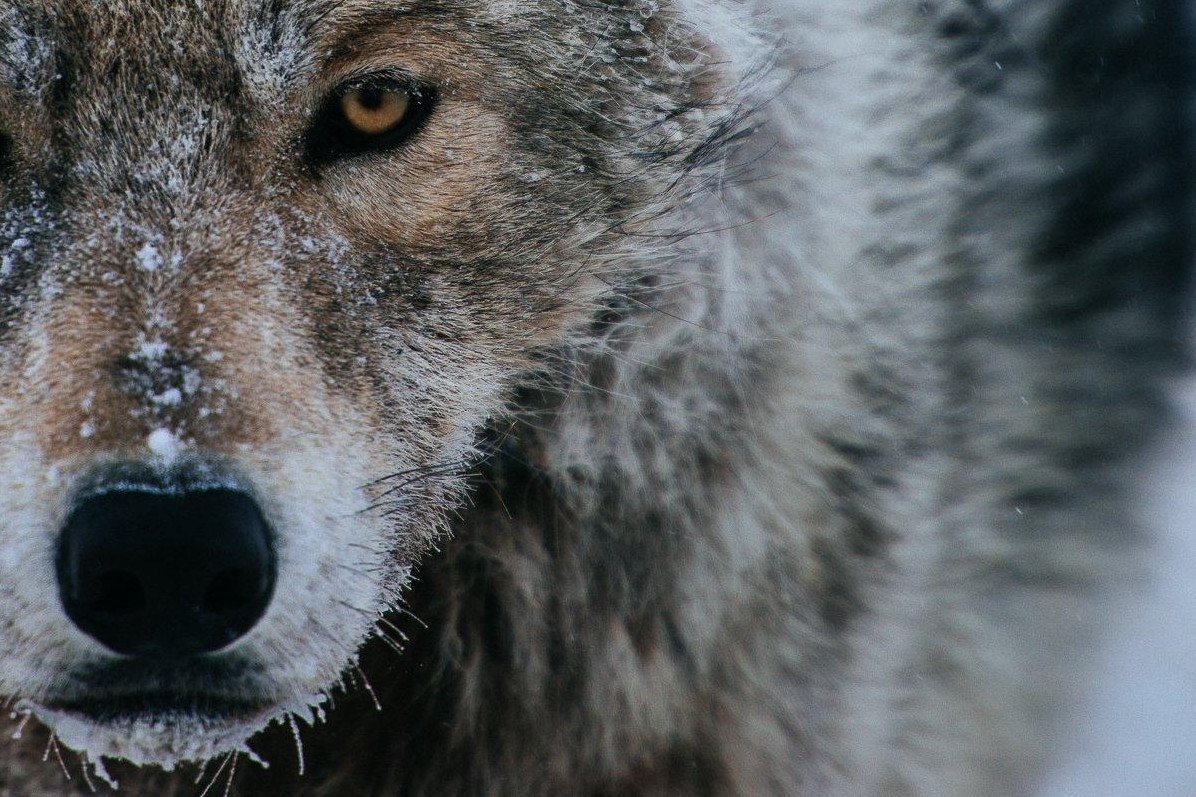 Волк одиночка