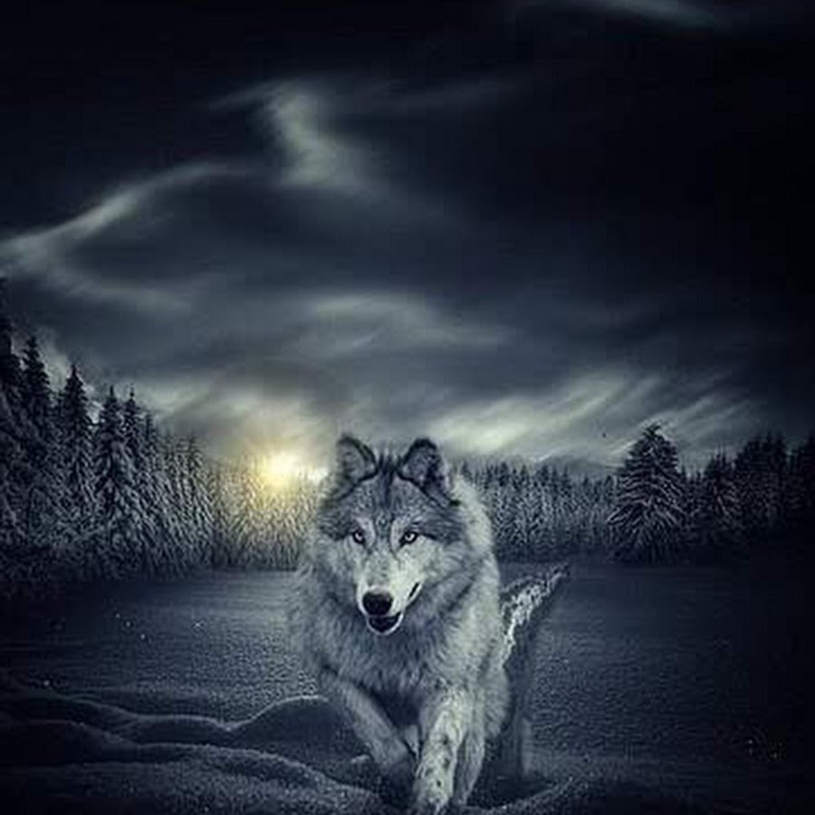 Волк в ночи