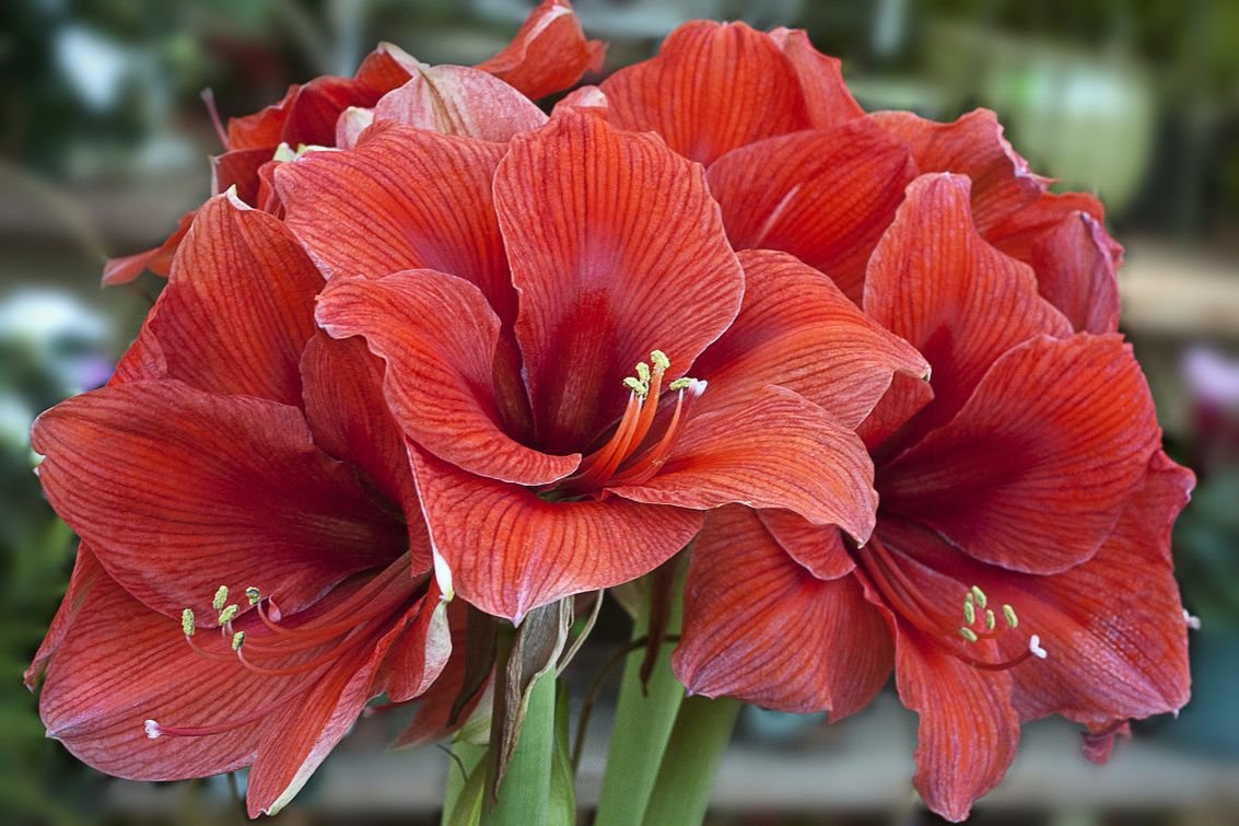 Амариллис гибридный