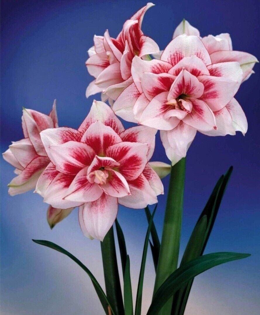 Амариллис Дабл Дрим