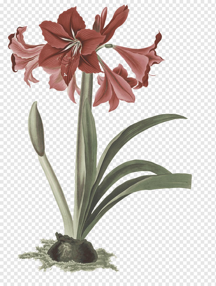 Лилия Кливия амариллис