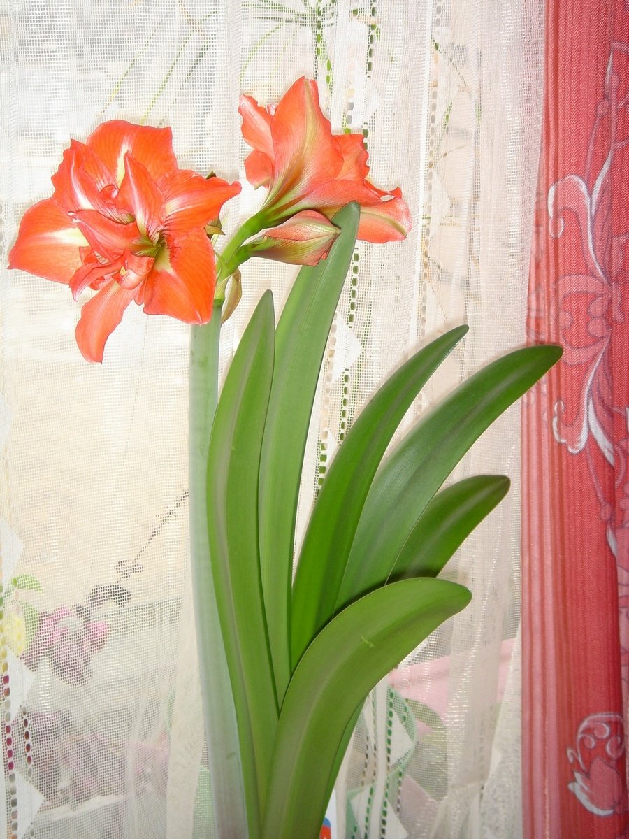 Лилия гиппеаструм