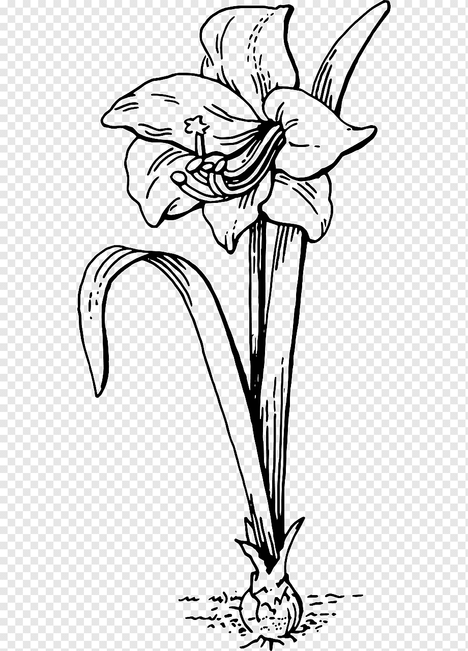 Амариллис строение