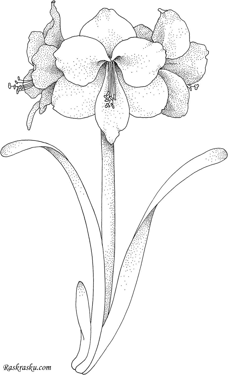 Ирис амариллис