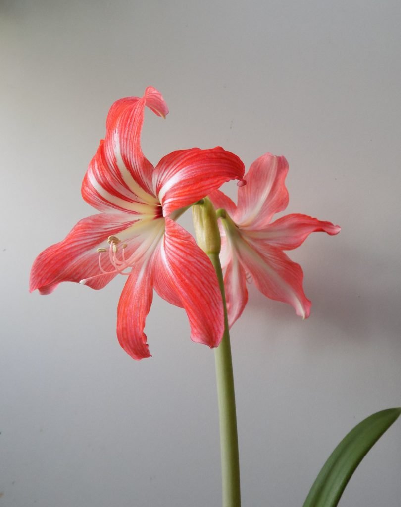 Гиппеаструм гибридный амариллис