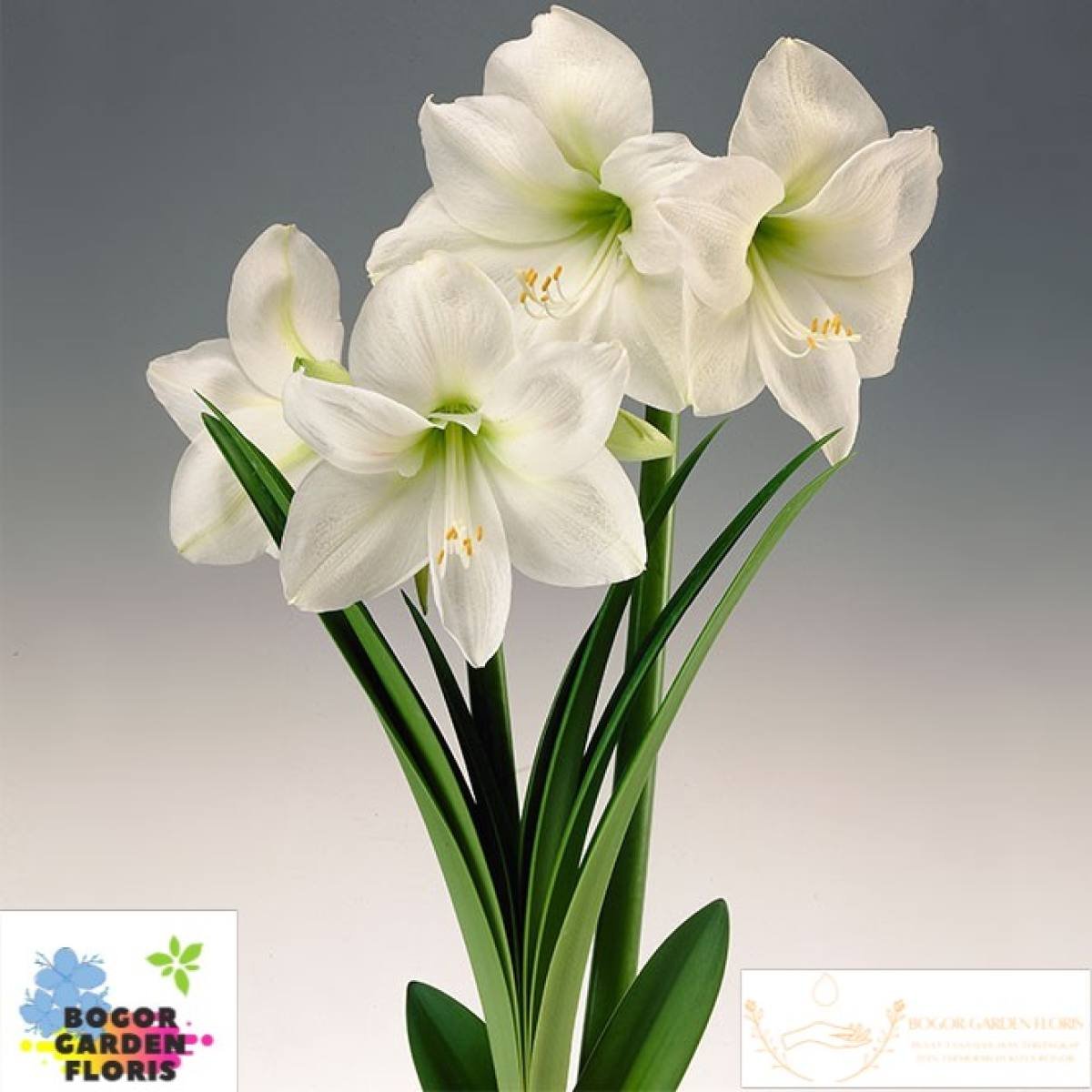 Гиппеаструм амариллис белый