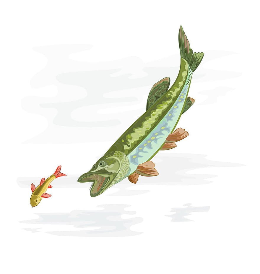 Щука картинка для детей на прозрачном фоне