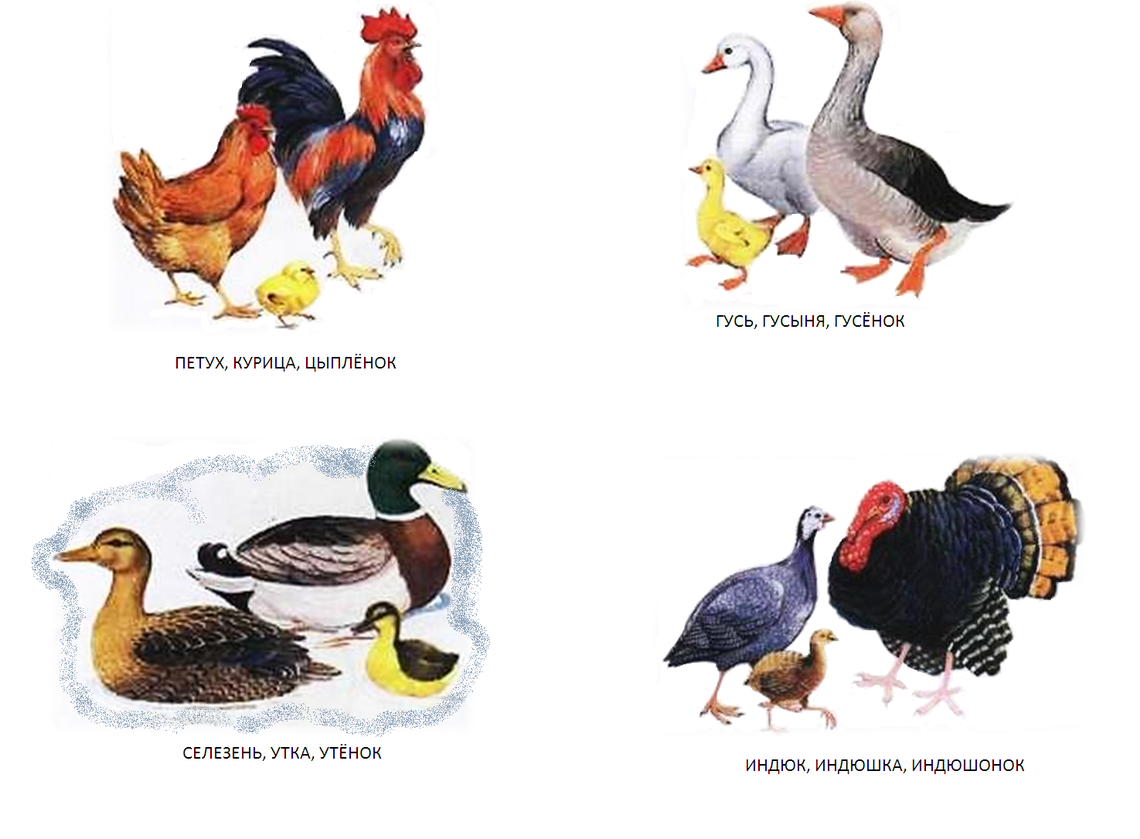 Домашние птицы (Гусь, утка, индюк)