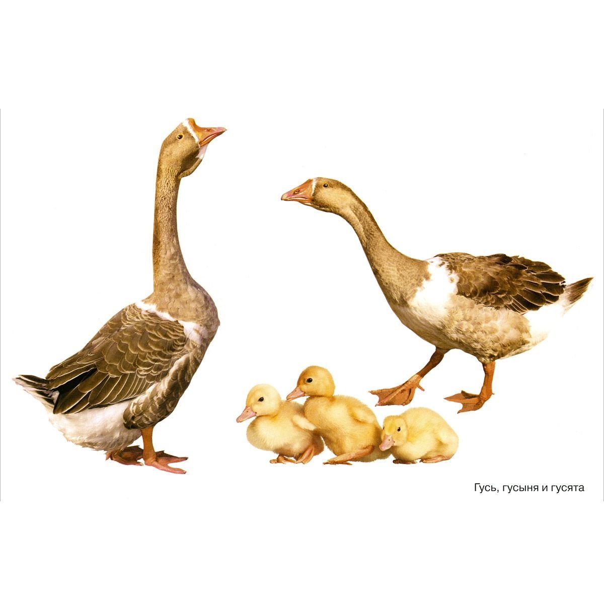 Гусь гусыня гусенок семья