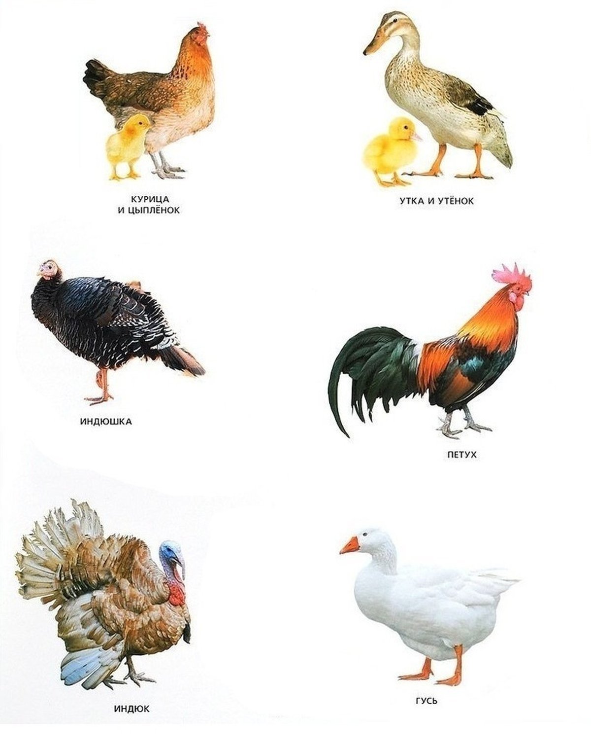 Домашние птицы