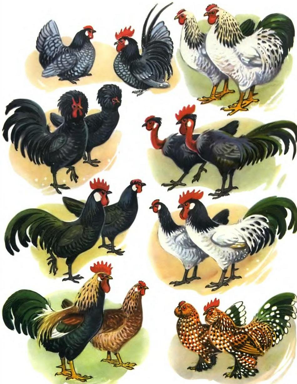 Отряд фазановых семейства