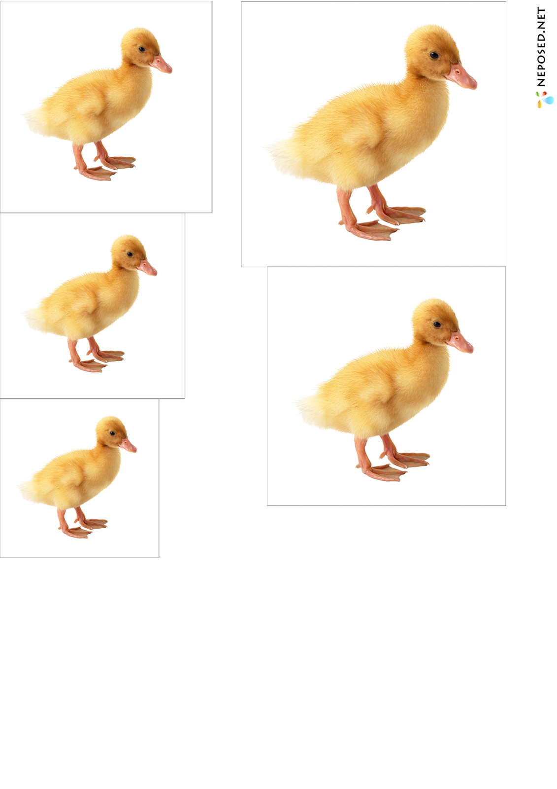 Домашние птицы для дошкольников