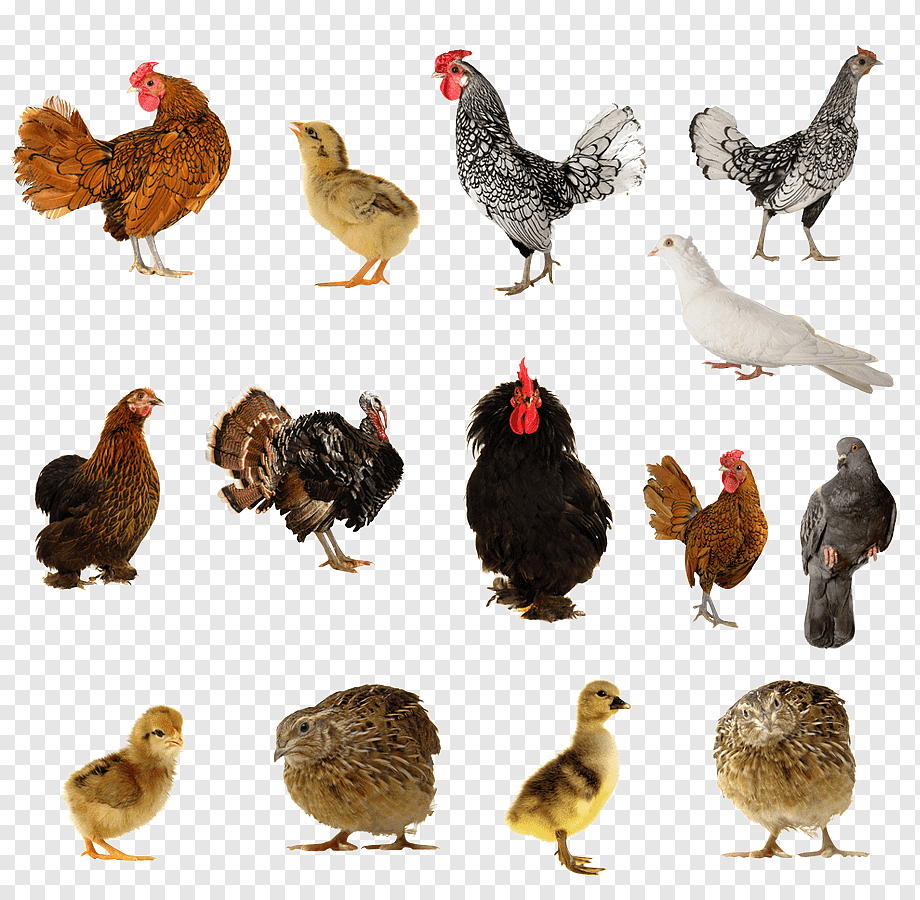 С Х птицы на белом фоне