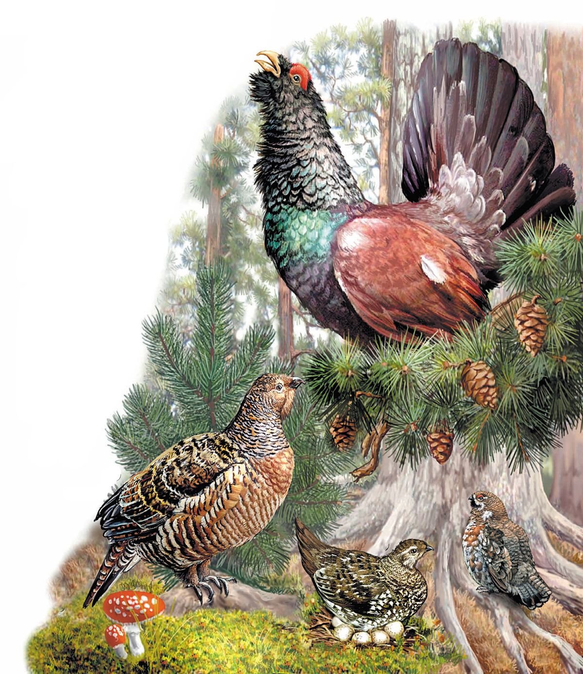 Глухарь птица