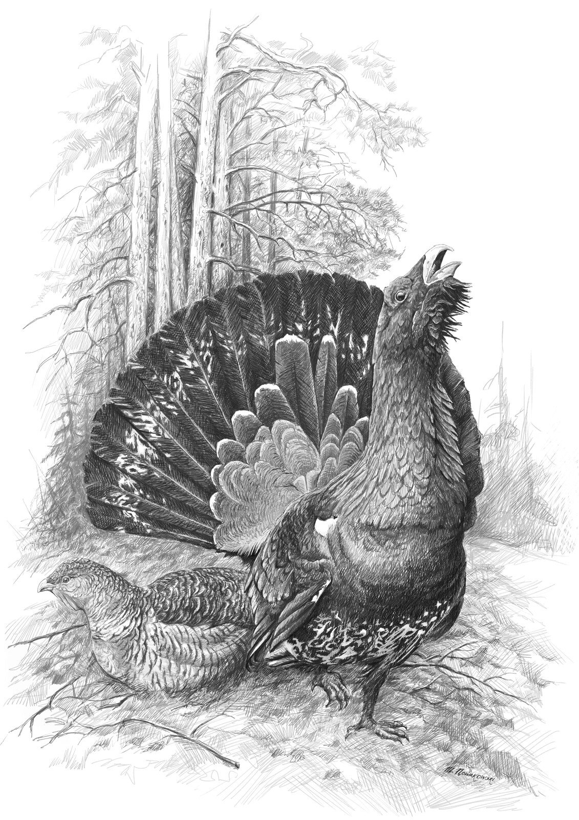 Глухарь на току