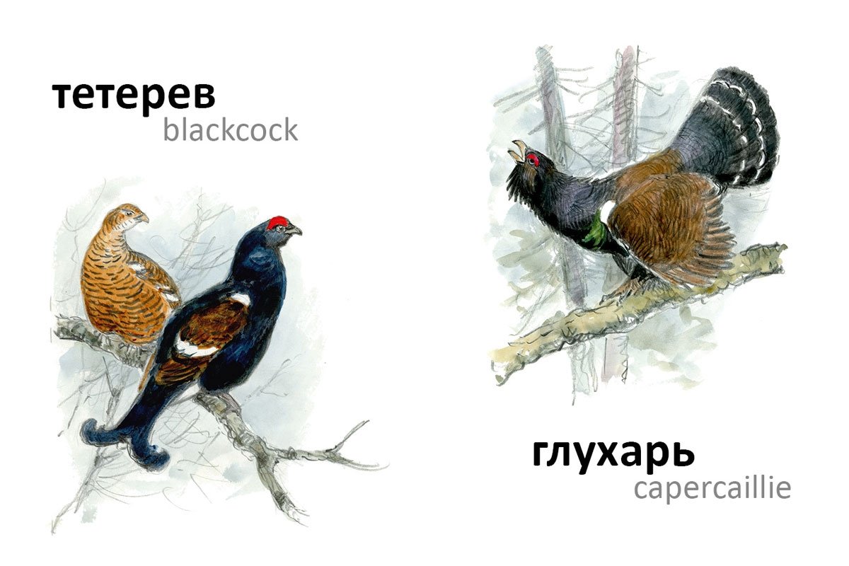 Тетерев Глухарь Косач отличия